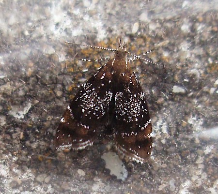 Prochoreutis sehestediana