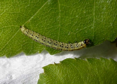 Choreutis diana