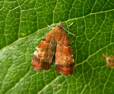 Apple Leaf Skeletonizer Choreutis pariana