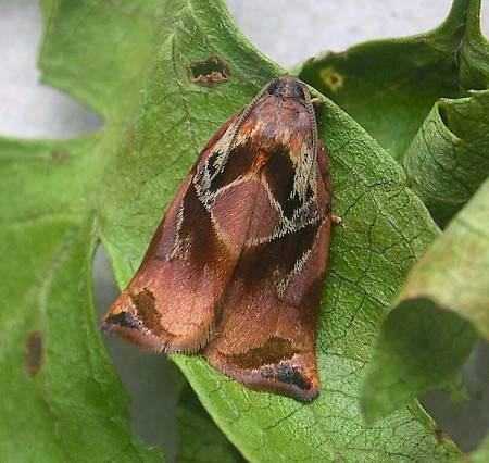 Large Fruit-tree Tortrix Archips podana