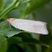 Adult • Newhey, Lancs • © Ian Kimber