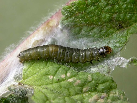 Timothy Tortrix Aphelia paleana