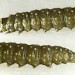 Larva • Wallasey, Cheshire.April 2000. On Plantago lanceolata • © Ian Smith