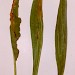 Feeding signs • Adswood, Cheshire April 2000. Rumex and Plantago • © Ian Smith