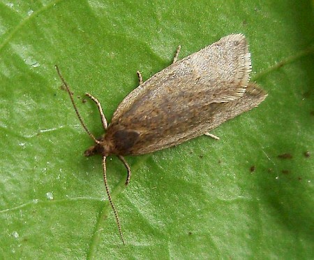 Clepsis senecionana