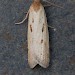 Adult, light form • South Uist, Outer Hebrides • © Chris Johnson