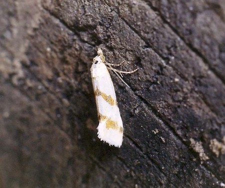 Aethes beatricella