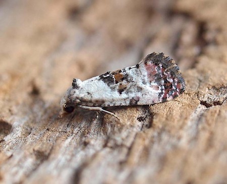 Cochylis hybridella