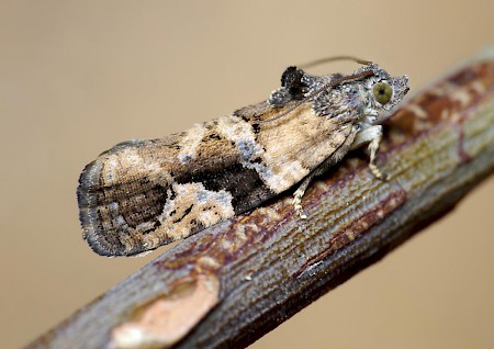 Eudemis porphyrana