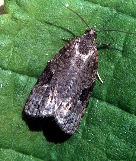 Apotomis semifasciana