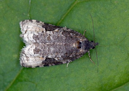 Apotomis infida