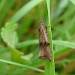 Adult • Attenborough NR, Nottinghamshire • © Ingeborg M. M. van Leeuwen