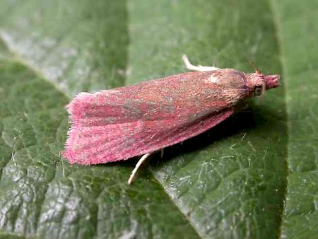 Celypha rosaceana