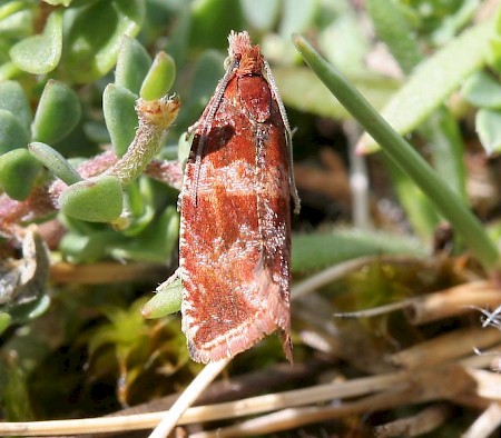 Celypha cespitana