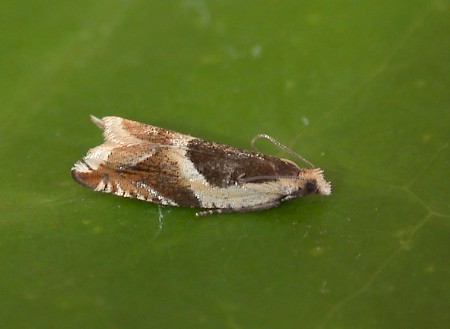 Ancylis badiana