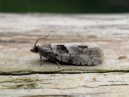 Epinotia bilunana