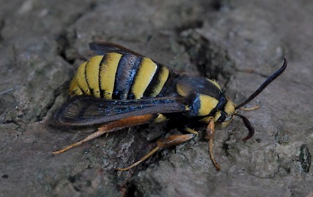 Hornet Moth Sesia apiformis