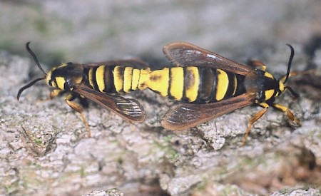 Hornet Moth Sesia apiformis