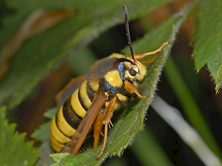 Hornet Moth Sesia apiformis