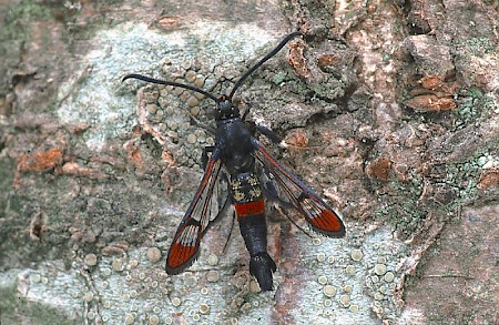 Red-tipped Clearwing Synanthedon formicaeformis