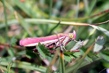 Oncocera semirubella