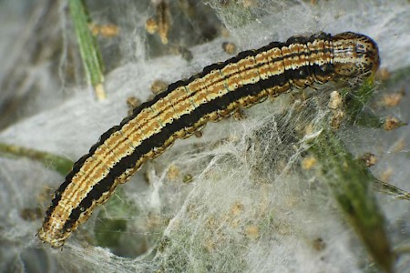 Pempelia genistella