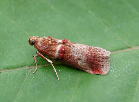 Acrobasis tumidana