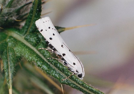 Thistle Ermine Myelois circumvoluta