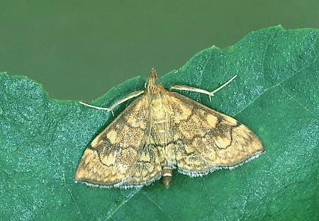 Anania verbascalis