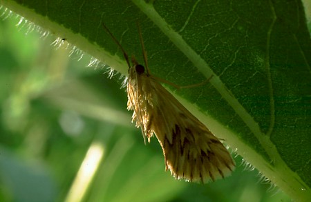 Cynaeda dentalis