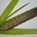 Larva • Ayrmer Cove, Devon, (adult reared) • © Bob Heckford