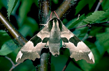 Lime Hawk-moth Mimas tiliae