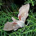 Adult • Showing rufous patches on hindwings • © Janice Green