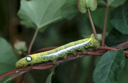 Oleander Hawk-moth Daphnis nerii