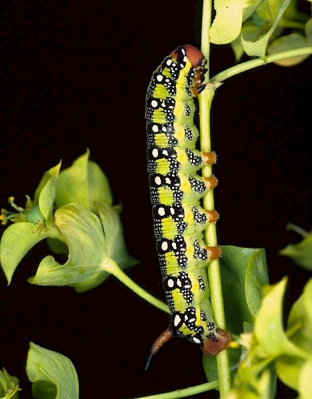 Spurge Hawk-moth Hyles euphorbiae