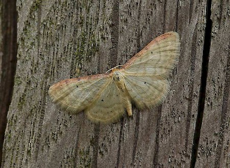 Isle of Wight Wave Idaea humiliata