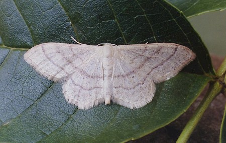 Plain Wave Idaea straminata