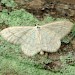 Adult • Monk's Wood NNR, Cambs. • © Nick Greatorex-Davies