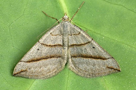 July Belle Scotopteryx luridata