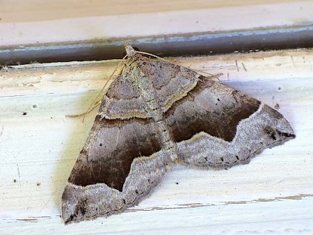 Fortified Carpet Scotopteryx moeniata