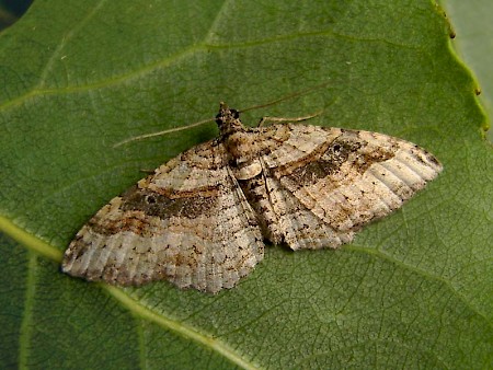 The Traveller Costaconvexa centrostrigaria