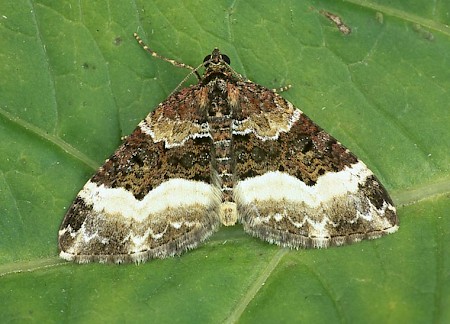 Sharp-angled Carpet Euphyia unangulata