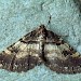 Adult • Littleborough, Lancs. • © Ian Kimber