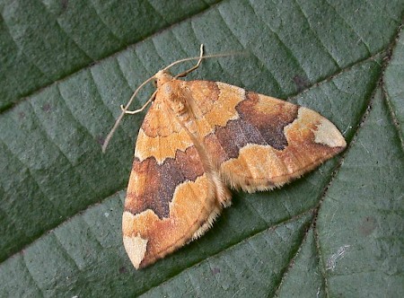 Barred Yellow Cidaria fulvata