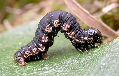 Argent & Sable Rheumaptera hastata