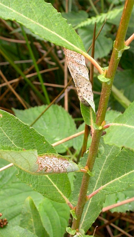 Argent & Sable Rheumaptera hastata