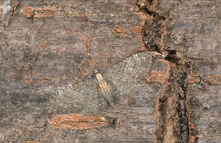 Haworth's Pug Eupithecia haworthiata