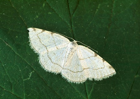 Dorset Cream Wave Stegania trimaculata