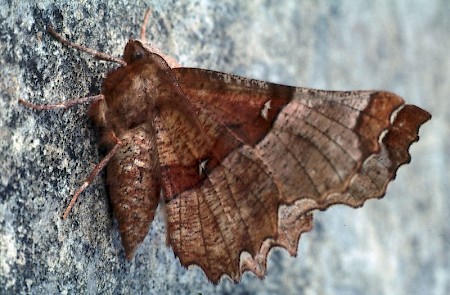 Lunar Thorn Selenia lunularia