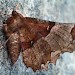 Adult • Roudsea Wood NNR, Cumbria • © Rob Petley-Jones